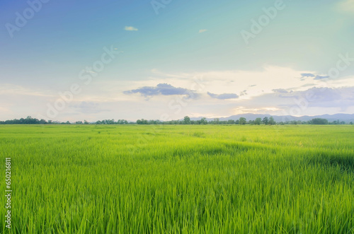 Landscape of green crops and field. Farming of agriculturist with seeding of rice, young plant and field. Rice field with sunset and farmland. Thailand agriculture and farm in Asia.