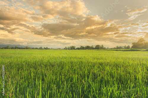 Landscape of green crops and field. Farming of agriculturist with seeding of rice  young plant and field. Rice field with sunset and farmland. Thailand agriculture and farm in Asia.