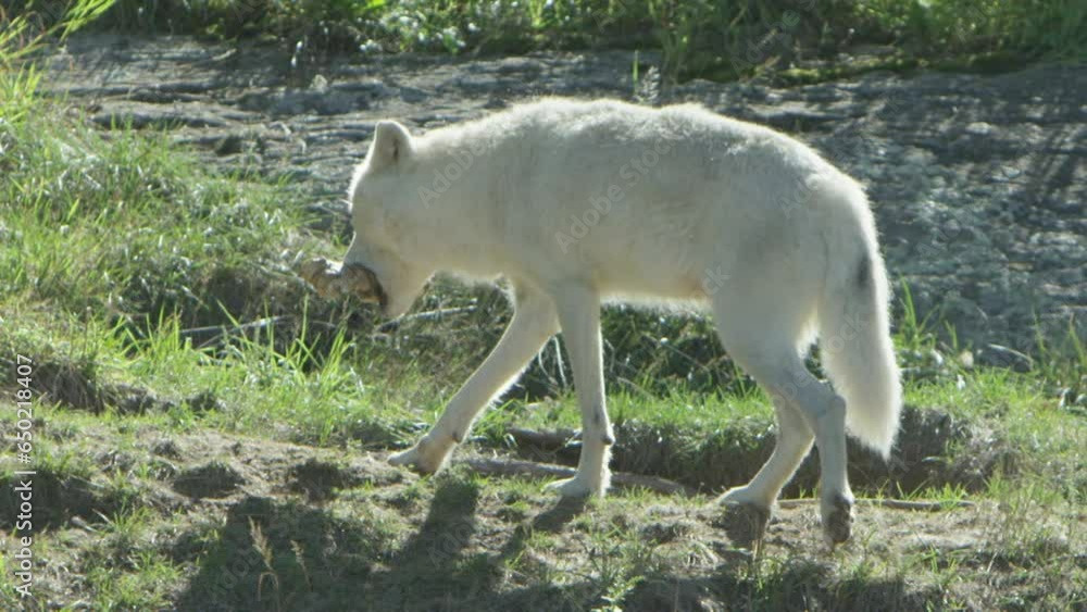Wild animal - Cinematic wolves in the forest Wild animal - Cinematic wolves in the forest