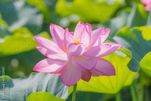 東京都台東区　不忍池　蓮の花