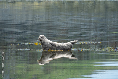 Ringed seals just off the coast of Reykjavík, on the shores of Videy Island, Iceland. photo