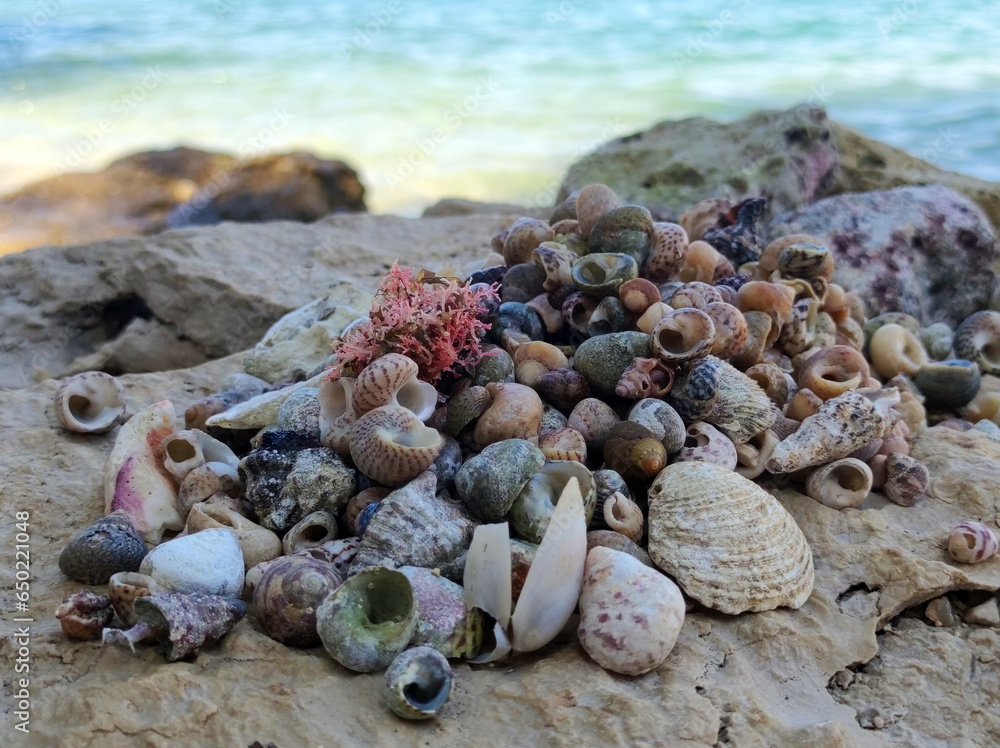 pile of colorful seashells on the beach