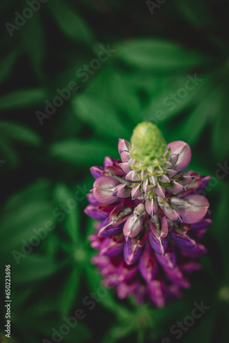 Bright purple bloomong lupine flower head in a summer garden, close up from above photo