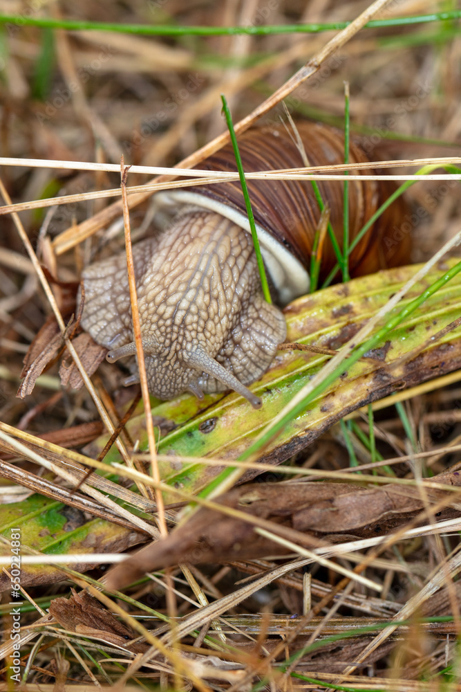 Burgundy snail, helix pomatia, an common snail in Europe, in grass Burgundy snail, helix pomatia, an common snail in Europe, in grass