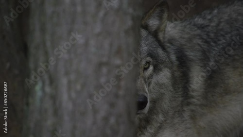 Grey Wolf in the Wild - Canadian Animal Slow motion nature