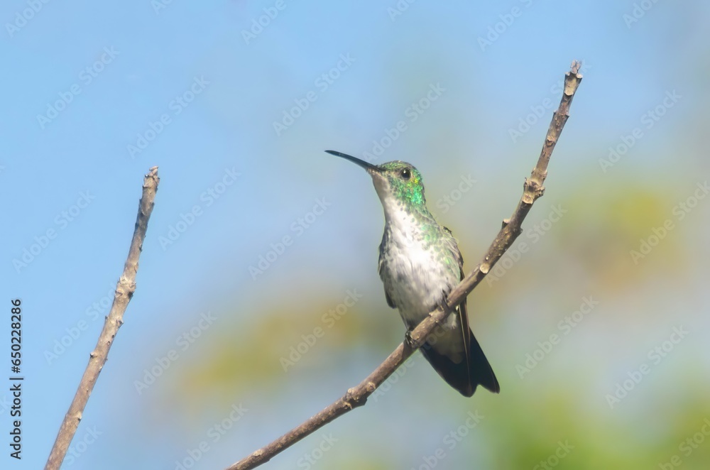 Fototapeta premium BEIJA FLOR DE BARRIGA BRANCA