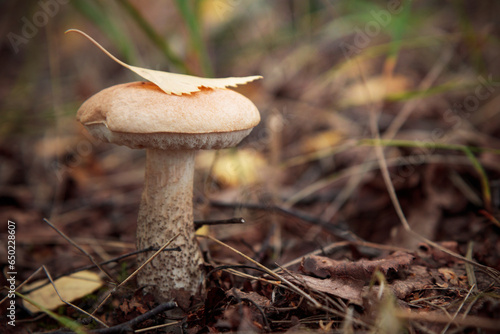 Edible mashrooms, fresh and natural rough boletus in the autumn forest photo