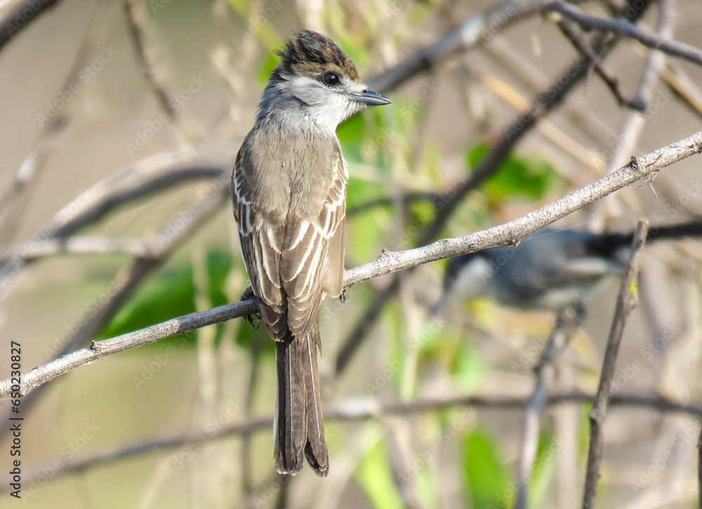 TIJERILA, PÁSSARO TIJERILA, Xenopsaris albinucha TIJERILA, PÁSSARO TIJERILA, Xenopsaris albinucha