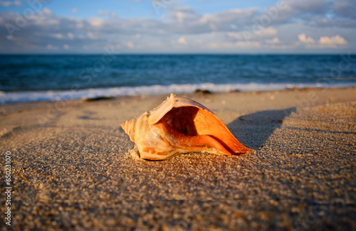 Orange Conch Shell on Dionis Beach at Nantucket, Massachusetts at Sunset photo