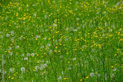 Meadow flowers, herbs and dandelions.