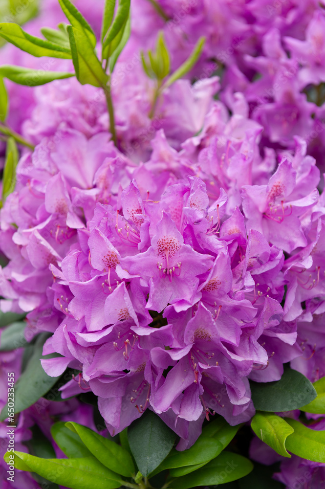 Pink flowers of the shrub of rhododendron. Pink flowers of the shrub of rhododendron.