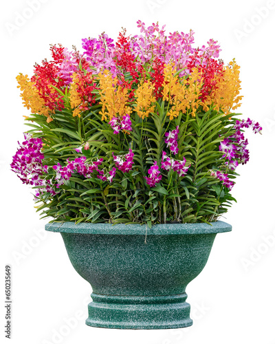 Multicolour Vanda orchids in a giant concrete pot isolated on white background