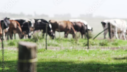 Vacas lecheras en un tambo en un campo en la pampa, Provincia de Buenos Aires, Argentina photo
