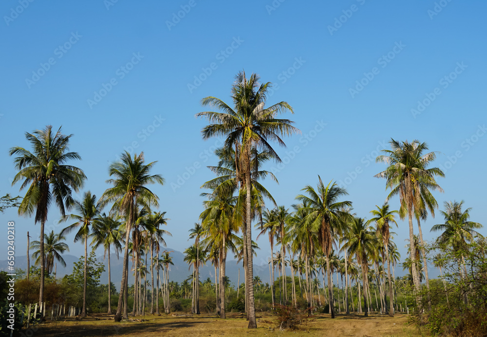 A group of Coconut Tree Silhouette very tall coconut trees soars into the clear blue sky. Tall Coconut Trees on the beach area with white clouds during daytime.