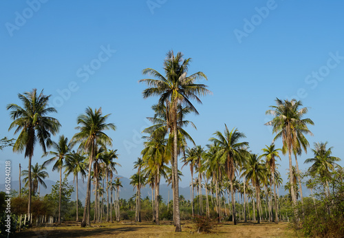 A group of Coconut Tree Silhouette very tall coconut trees soars into the clear blue sky. Tall Coconut Trees on the beach area with white clouds during daytime.