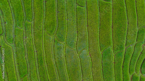 landscape view for background abstract of rice terraces field at Ban Pa Bong Piang Chiang Mai Province, Northern of Thailand, aerial  view photo