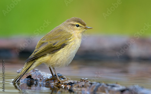 Common chiffchaff (Phylloscopus collybita) looking calm in deep water pond before bath during autumn migration photo