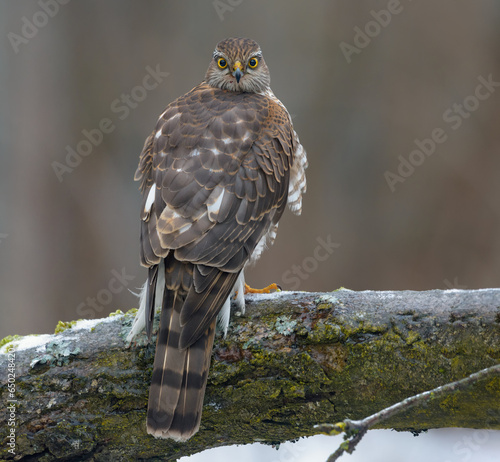 Female eurasian sparrowhawk (accipiter nisus) sits on icy branch as she controls environment around herself with full head turn photo