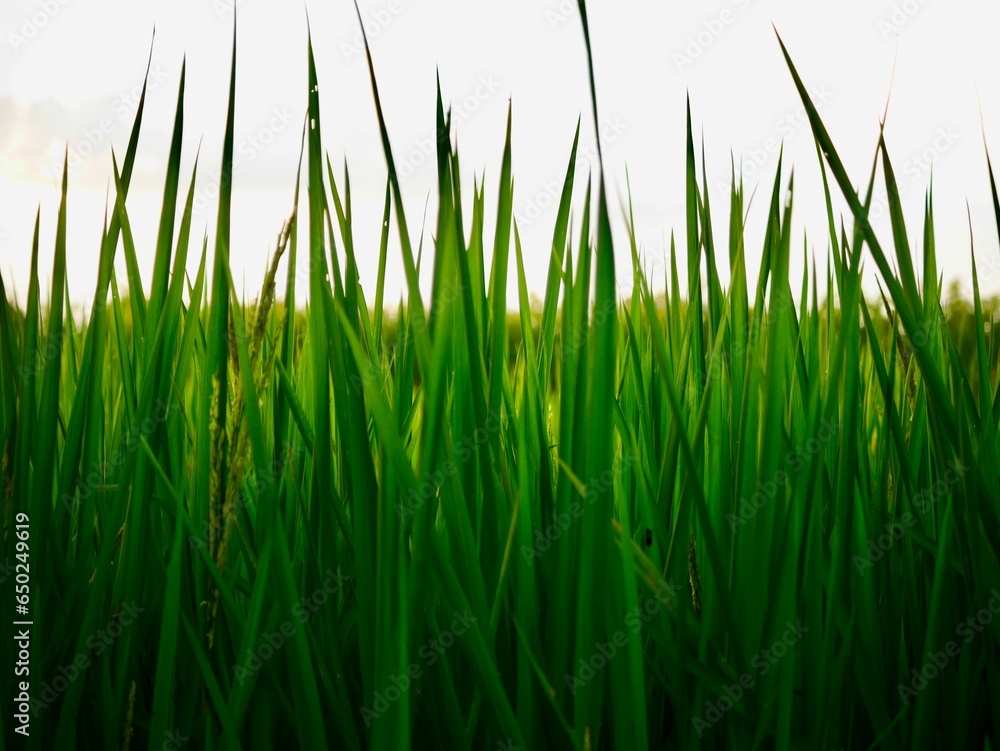 Ripe rice field, Beautiful golden rice field and ear of rice, Mature rice fields on farms, Rice in a paddy field,Blur Paddy rice field in the morning background Ripe rice field, Beautiful golden rice field and ear of rice, Mature rice fields on farms, Rice in a paddy field,Blur Paddy rice field in the morning background