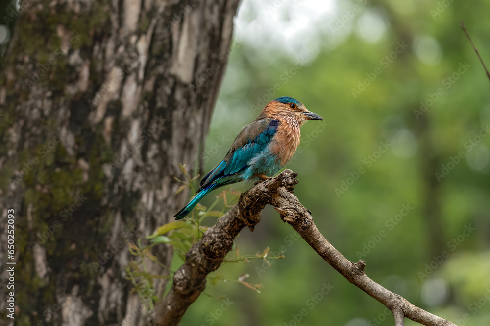 Indian Roller at Pench National Park, Nagpur, India Indian Roller at Pench National Park, Nagpur, India