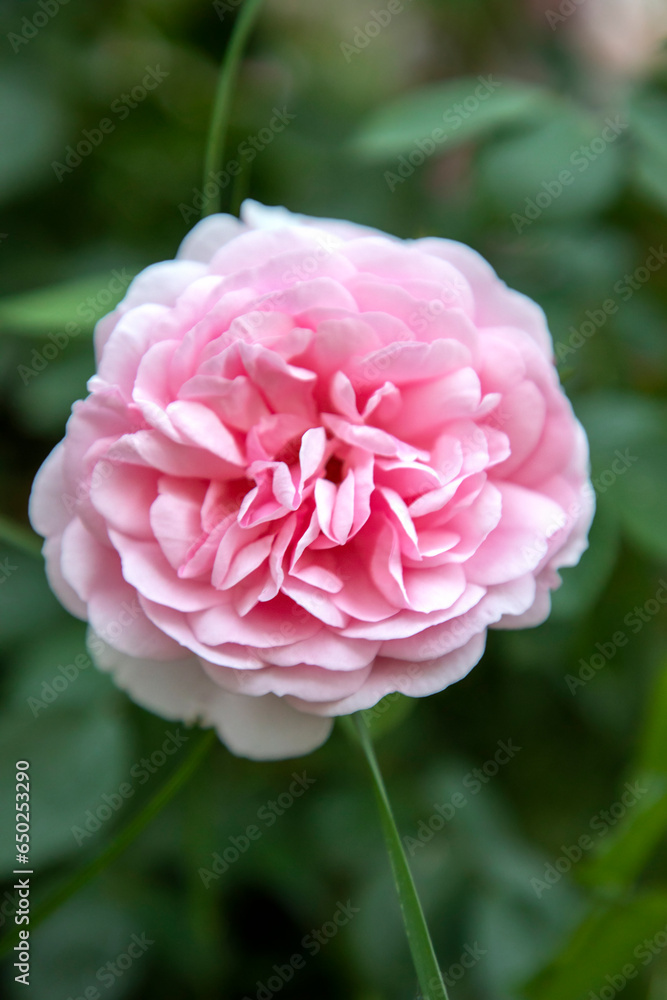 Vertical view of delicate pink rose on blurred background Vertical view of delicate pink rose on blurred background