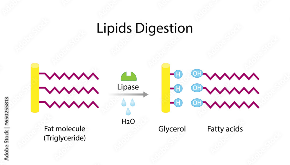 Fat Molecule, triglyceride, Lipids Digestion. Lipase enzyme catalyzes