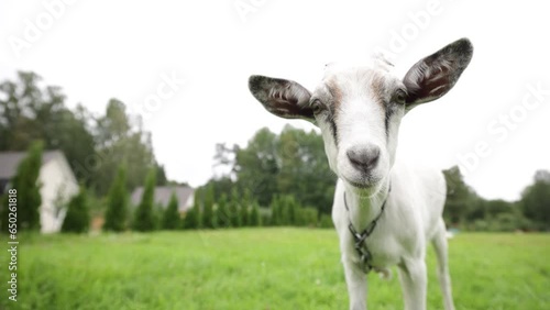 white goat