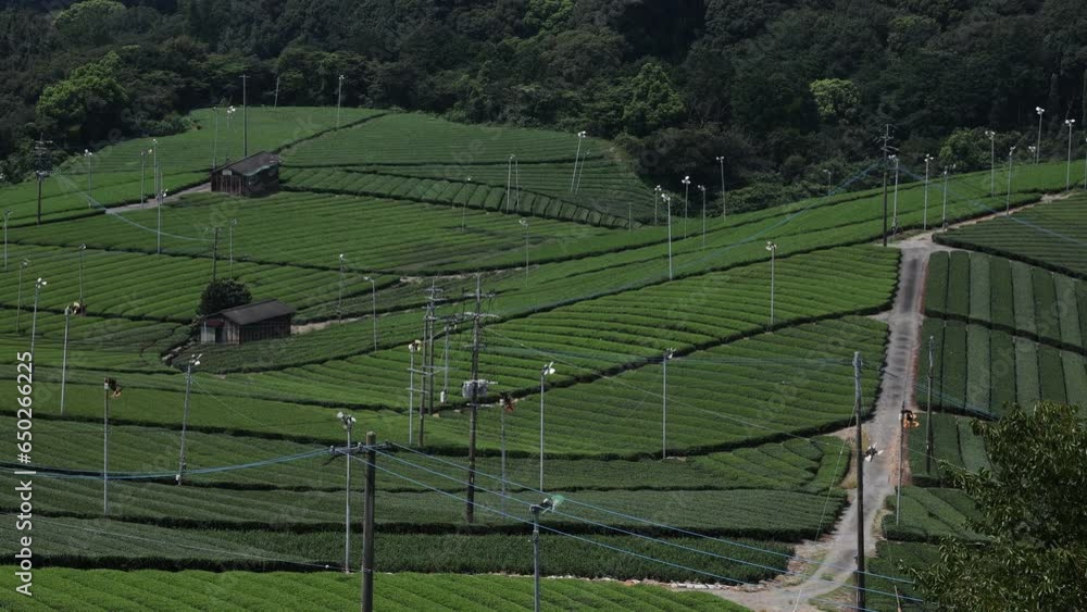 Panoramic view of tea plantations, Kyushu region, Yame, Japan