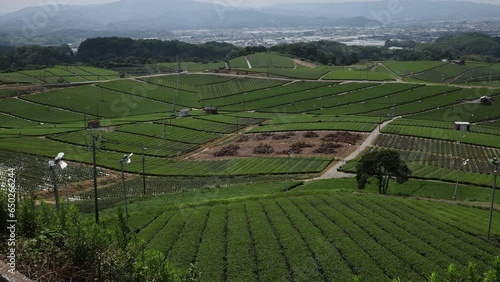 Panoramic view of tea plantations, Kyushu region, Yame, Japan