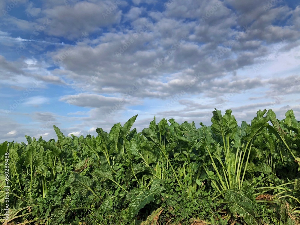 Field of sugarbeets. Farming. Agriculture. Hills and fields at Doenrade Limburg Netherlands. Clouds. Food. Field of sugarbeets. Farming. Agriculture. Hills and fields at Doenrade Limburg Netherlands. Clouds. Food.