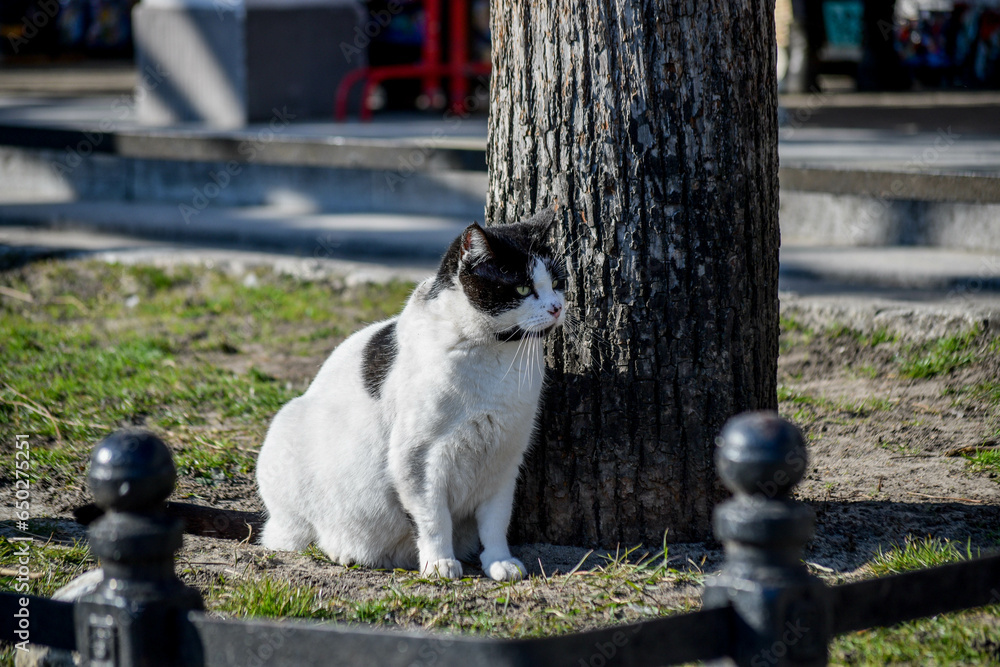 A white cat with black spots sits on the ground under a tree and looks to the right