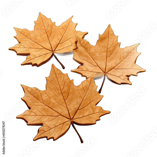 Maple Leaf Coasters isolated on transparent background © Olezhan