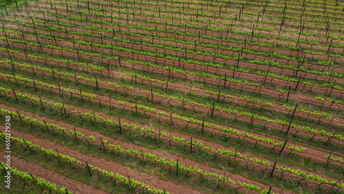 Safra baixa de plantação de uvas para a produção de vinhos photo