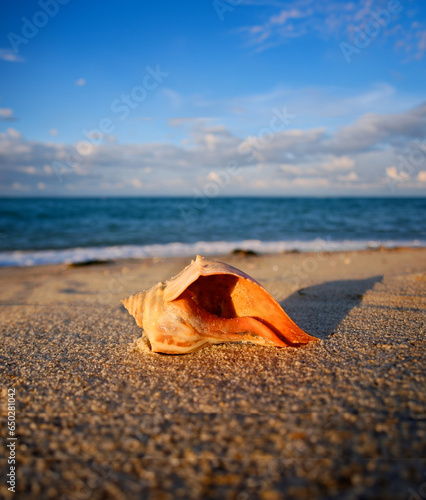 Orange Conch or Whelk Shell on a Beach at Sunset on Nantucket Island