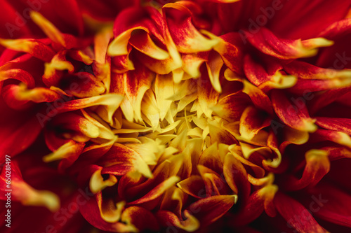 Bud Red-yellow dahlia close-up. Autumn colorful floral background..Selective focus.