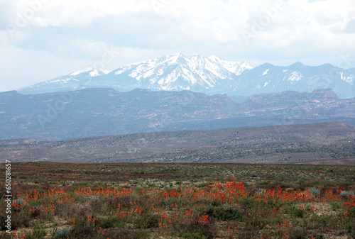 Wildflowers in the hazy summer landscape of the Utah desert landscape with the snow-covered La Sal Mountains in the background with a cloudy sky.