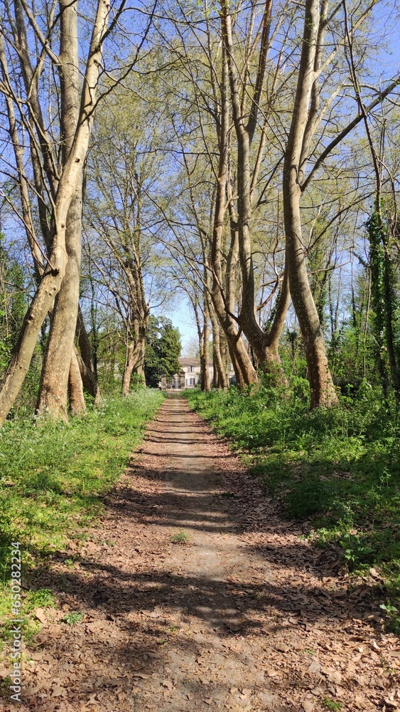 Chemin dans les bois