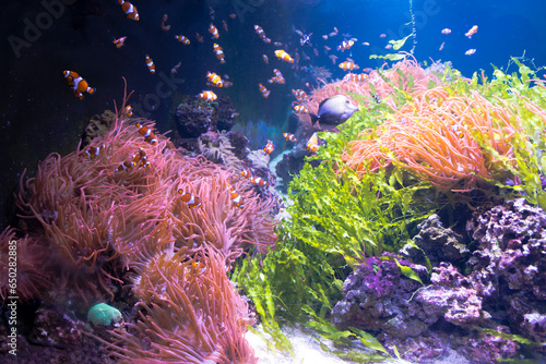 Aquarium with colorfull fishes, coral reef, seaweed