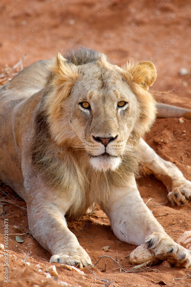 Portrait of an young male Lion in the morning sun in Tsavo East National Park Portrait of an young male Lion in the morning sun in Tsavo East National Park