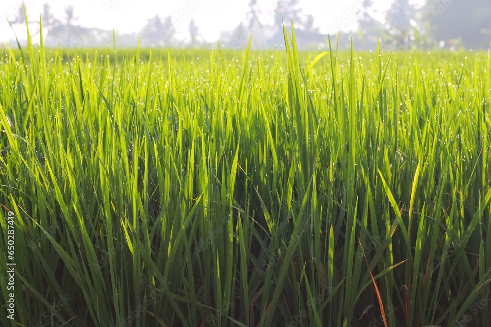 Obraz premium Close up photo of young rice trees that look fresh and charming