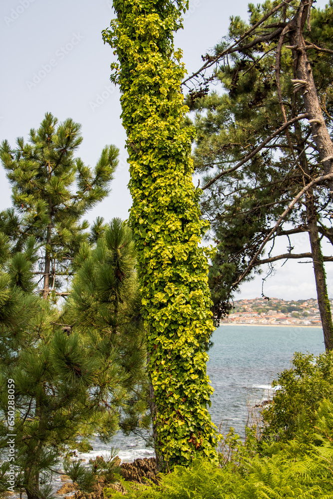 Fototapeta premium Ivy covered tree on the ocean shore