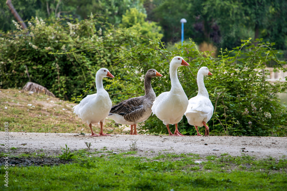 Geese walking free in a park Geese walking free in a park
