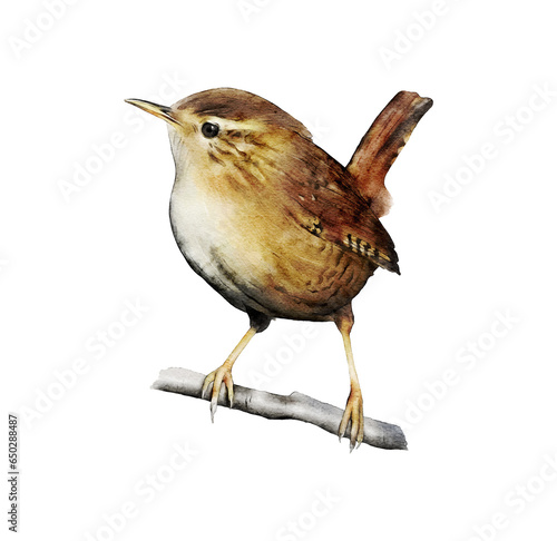 Papier peint Hand-drawn watercolor wren illustration isolated on white background