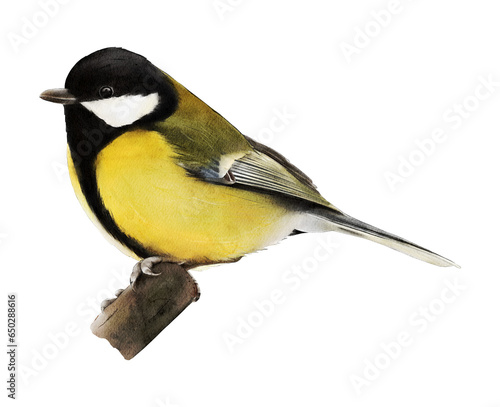 Hand-drawn watercolor great tit illustration isolated on white background. Birds species collection. Parus major
