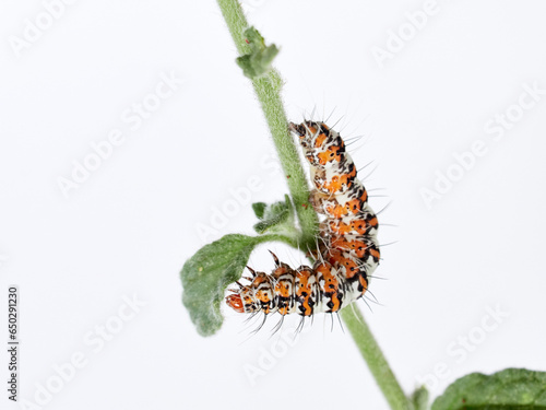 Hairy caterpillar on a white background. Crimson speckled flunkey. Utetheisa pulchella   photo