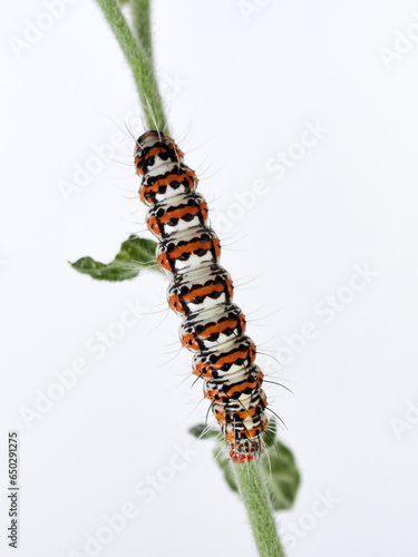 Hairy caterpillar on a white background. Crimson speckled flunkey. Utetheisa pulchella   © Macronatura.es