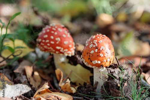 Non-edible mashroom, fresh fly agaic in a autumn forest photo