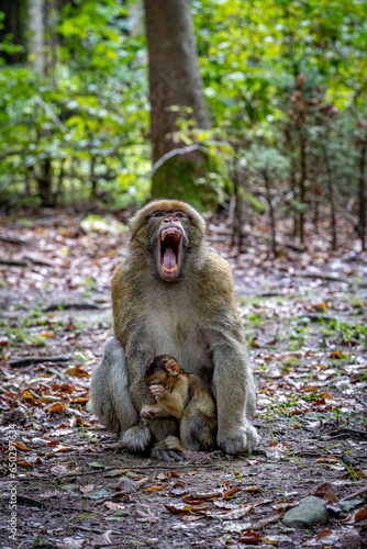 Affenmutter verteidigt ihr Baby in der freien Natur