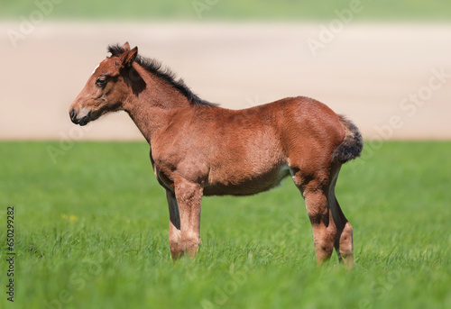 Beautiful foal is stand in the green grass. Pasture on a sunny summer day. Outdoor in summer. A thoroughbred sports horse