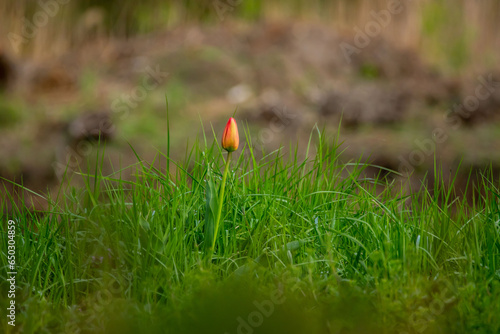 Wallpaper Mural an orange tulip among tall grass against a hill Torontodigital.ca
